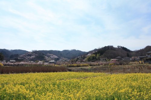 福島県福島市 花見山公園の情報 2019年4月5日 IMG_5699