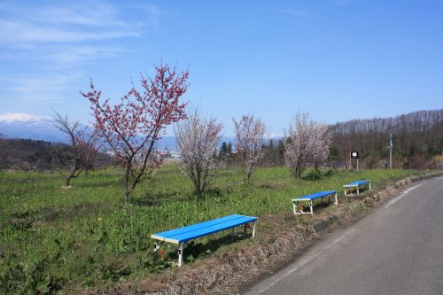 福島県福島市 花見山公園の情報 2019年4月5日 IMG_5701