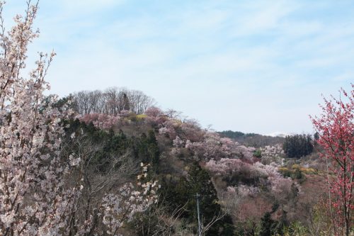 福島県福島市 花見山公園の情報 2019年4月5日 IMG_5705