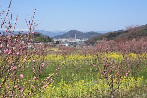 福島県福島市 花見山公園の情報 2019年4月5日 IMG_5707