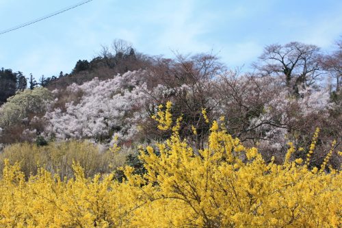 福島県福島市 花見山公園の情報 2019年4月5日 IMG_5708