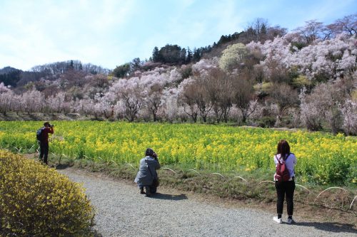 福島県福島市 花見山公園の情報 2019年4月5日 IMG_5709