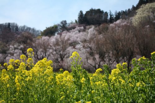 福島県福島市 花見山公園の情報 2019年4月5日 IMG_5710