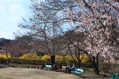 福島県福島市 花見山公園の情報 2019年4月5日 IMG_5712