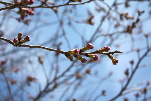 福島県福島市 花見山公園の情報 2019年4月5日 IMG_5714