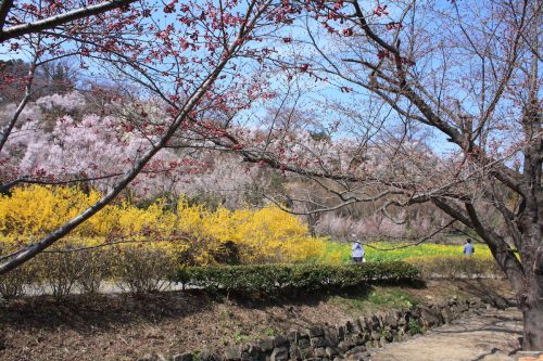 福島県福島市 花見山公園の情報 2019年4月5日 IMG_5715