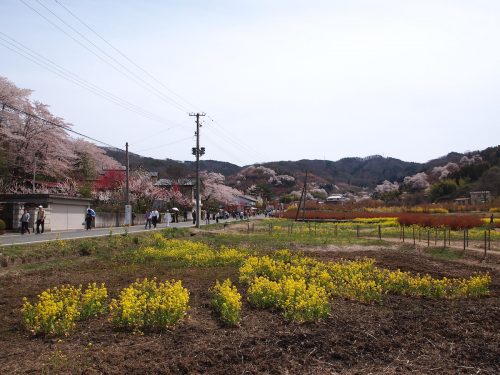 福島県福島市 花見山公園の情報 2019年4月17日
