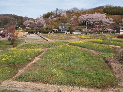 福島県福島市 花見山公園の情報 2019年4月17日