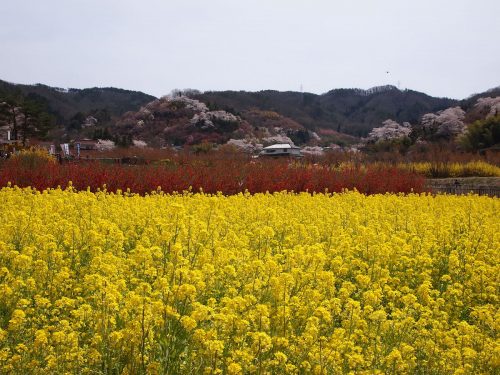 福島県福島市 花見山公園の情報 2019年4月17日