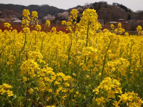 福島県福島市 花見山公園の情報 2019年4月17日