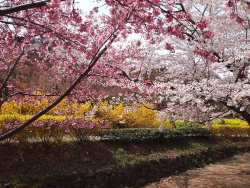 福島県福島市 花見山公園の情報 2019年4月17日