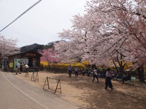 福島県福島市 花見山公園の情報 2019年4月17日