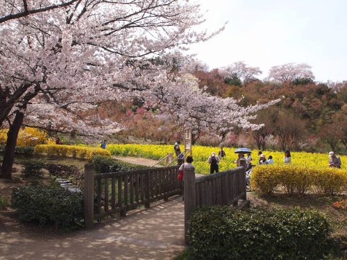 福島県福島市 花見山公園の情報 2019年4月17日