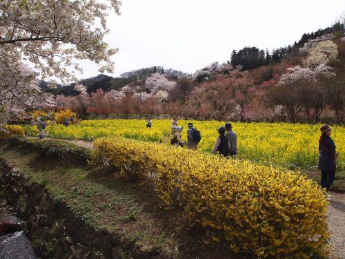 福島県福島市 花見山公園の情報 2019年4月17日