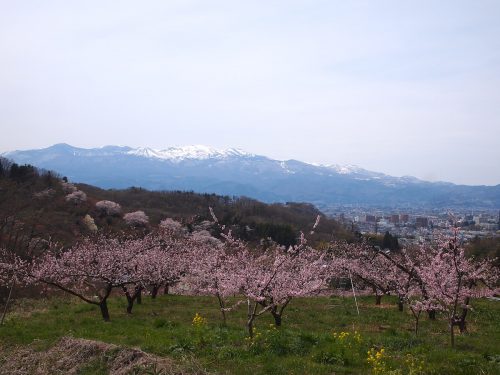 福島県福島市 花見山公園の情報 2019年4月17日