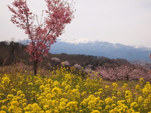 福島県福島市 花見山公園の情報 2019年4月17日