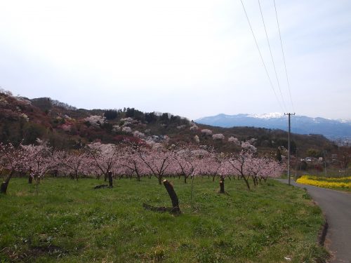 福島県福島市 花見山公園の情報 2019年4月17日