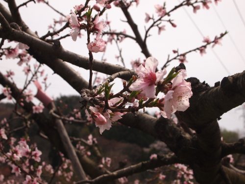 福島県福島市 花見山公園の情報 2019年4月17日