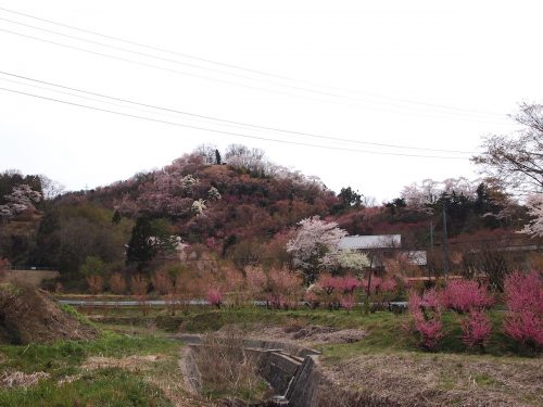 福島県福島市 花見山公園の情報 2019年4月17日