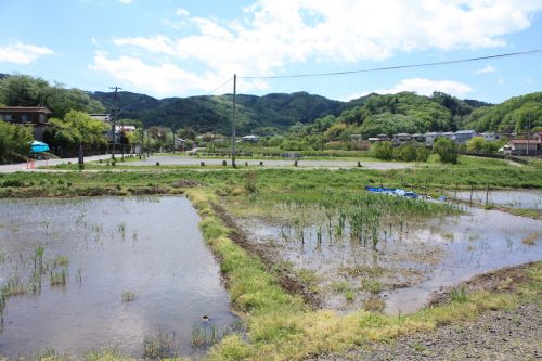 福島県福島市 花見山公園の情報 2019年5月7日 IMG_5980