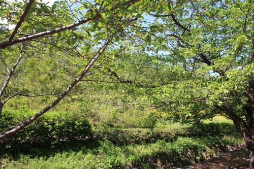 福島県福島市 花見山公園の情報 2019年5月7日 IMG_5984