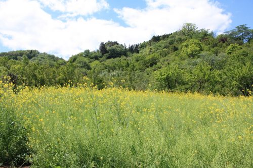 福島県福島市 花見山公園の情報 2019年5月7日 IMG_5985