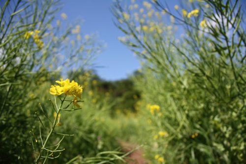 福島県福島市 花見山公園の情報 2019年5月7日 IMG_5987