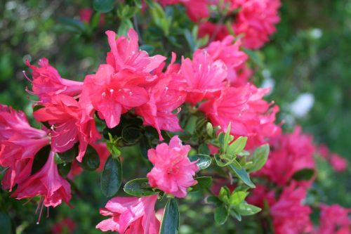 福島県福島市 花見山公園の情報 2019年5月7日 IMG_5989