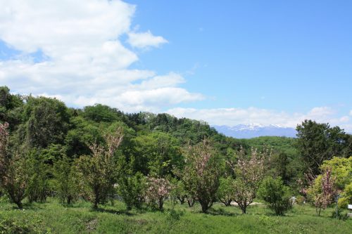 福島県福島市 花見山公園の情報 2019年5月7日 IMG_5990