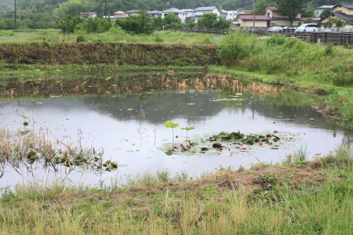 福島県福島市 花見山公園の情報 2019年6月10日 IMG_6046