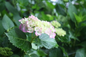 福島県福島市 花見山公園の情報 2019年6月10日 IMG_6050