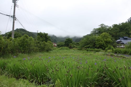 福島県福島市 花見山公園の情報 2019年6月10日 IMG_6053