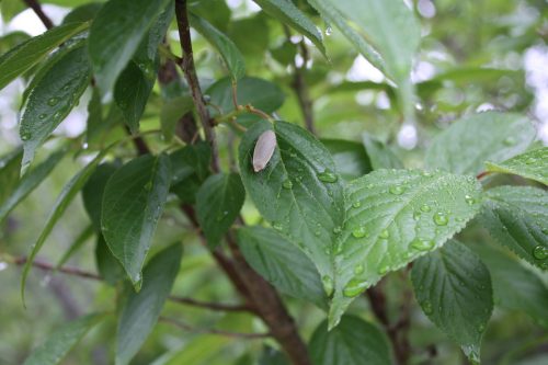 福島県福島市 花見山公園の情報 2019年6月10日 IMG_6055