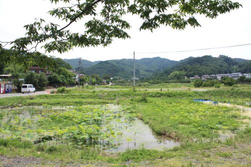 福島県福島市 花見山公園の情報 2019年7月3日 IMG_6124