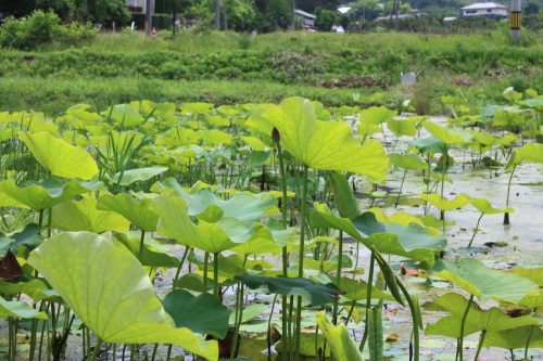 福島県福島市 花見山公園の情報 2019年7月3日 IMG_6125