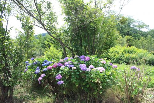 福島県福島市 花見山公園の情報 2019年7月3日 IMG_6126