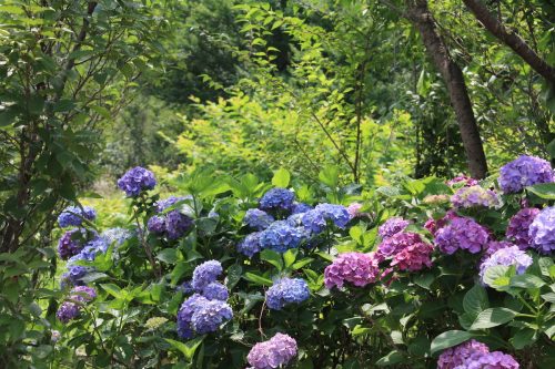 福島県福島市 花見山公園の情報 2019年7月3日 IMG_6127