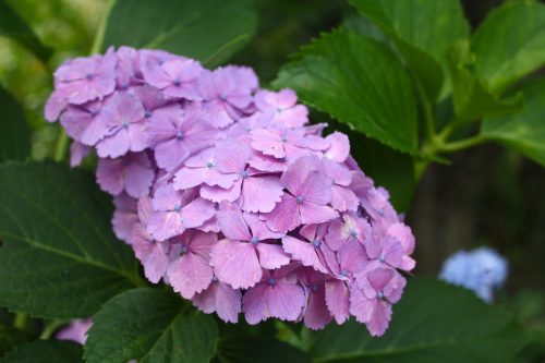 福島県福島市 花見山公園の情報 2019年7月3日 IMG_6128