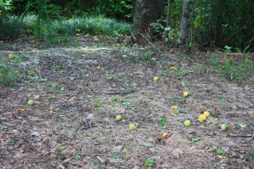 福島県福島市 花見山公園の情報 2019年7月3日 IMG_6129