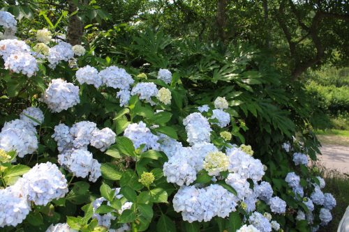 福島県福島市 花見山公園の情報 2019年7月3日 IMG_6132