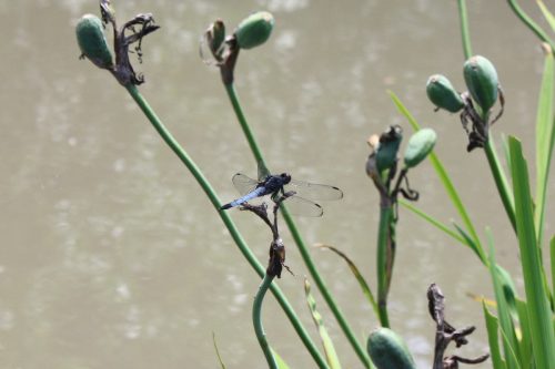 福島県福島市 花見山公園の情報 2019年7月3日 IMG_6138_2