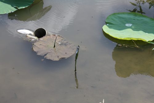 2019年8月6日福島県福島市 花見山公園の情報。蓮池にてトンボも羽休め