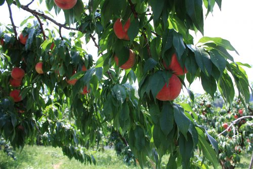 2019年8月6日福島県福島市 花見山公園の情報。色づいた桃