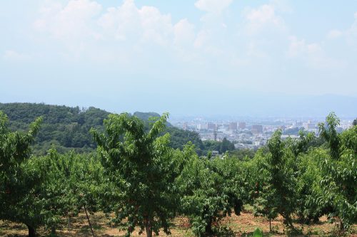 2019年8月6日福島県福島市 花見山公園の情報。市内夏霞