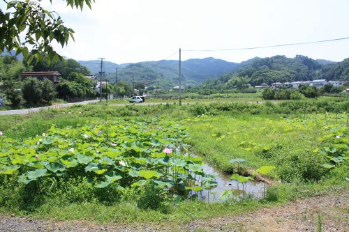 2019年8月6日福島県福島市 花見山公園の情報。蓮池1