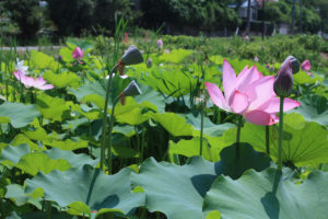 2019年8月6日福島県福島市 花見山公園の情報。蓮池2