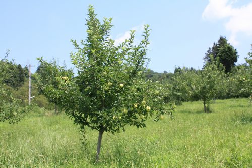 2019年8月6日福島県福島市 花見山公園の情報。林檎の生育