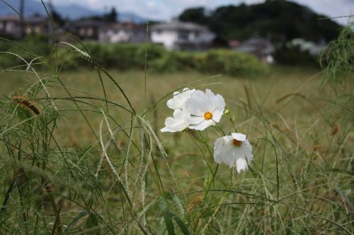 福島県福島市 花見山公園の情報 2019年9月12日 IMG_6224