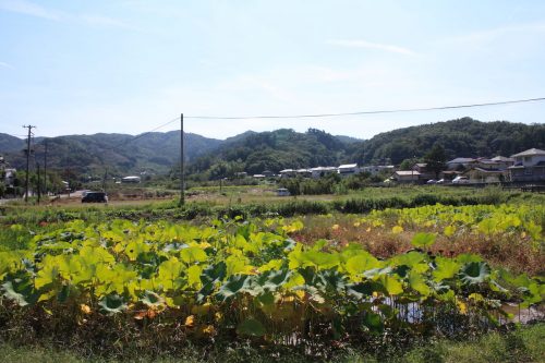 福島県福島市 花見山公園の情報 2019年10月1日 IMG_6445