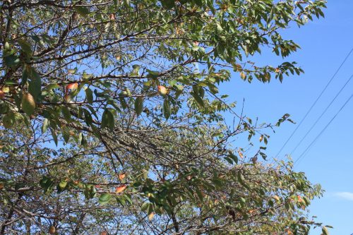 福島県福島市 花見山公園の情報 2019年10月1日 IMG_6450